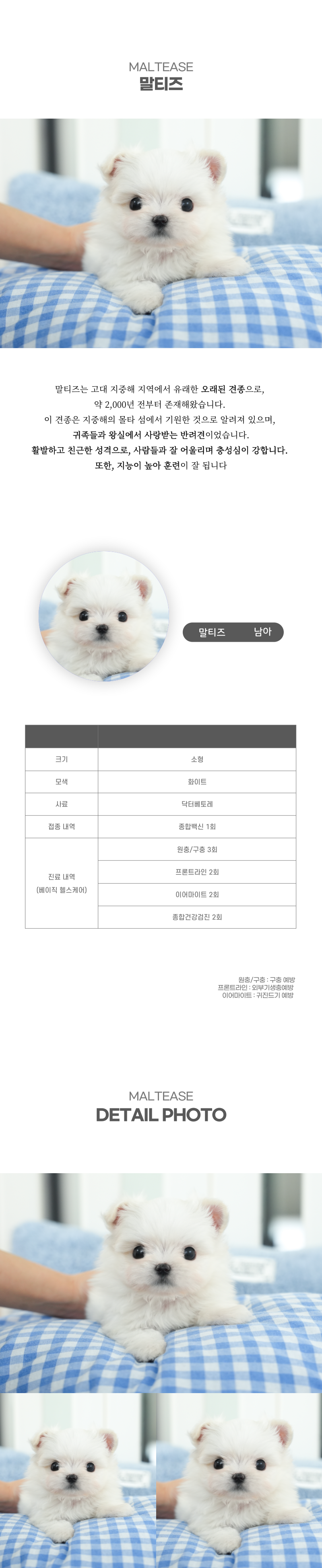 말티즈_상세이미지_2